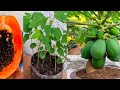 2 Alternative Ways To Get Short Female Papaya Plants