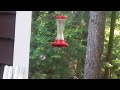 Hummingbird