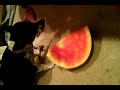 My doggie eating watermelon