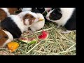 GUINEA PIG HERD , ROAMING FREE