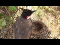 Copper's Hawk Attack on Bird Nest ||| bulbul feeding baby birds | bird nest Attack day 4