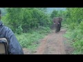 Attack and Charging Elephant in South Africa