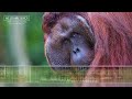 Orangutan Sound & Calls