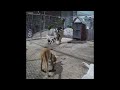 🐕 Try Not To Laugh Dogs And Cats 😂😹 Funny Cats Moments 2024 🤣