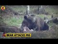 15 Moments When Bears Hunt