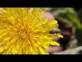 Native bee, Leioproctus (probably pango) on dandelion.