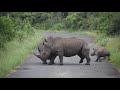 White Rhino Battle: bull attacks mother and calf