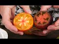 Everyone loves this tomato salad. Ideal summer salad. Legendary Italian