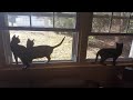 Cats and a window