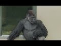 Sister gorilla wants to play with brother gorilla🌀｜Shabani Group｜Annie