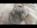 サマーカットで一息ついてお祈りするペキニーズのアポロ！#犬#ペキニーズ#ルーティン