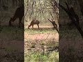 Amazing views of Nyala bucks! #viral #nyalabuck #antelopes