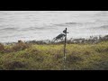 Belted Kingfisher Enduring A Washington Rainstorm