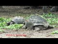 Denis Island Seychelles December 2019