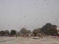 Falcons near Jami Masjid