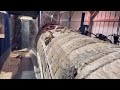 Saw-milling a 32 Inch Diameter Poplar Log! #38