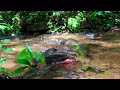 Water flowing in a stream. Soothing nature sounds