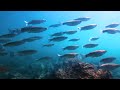 THE BEST 4K AQUARIUM 60FPS Full Documentary - Beautiful Coral Reef Fish Video - Stress Relief
