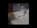 ❤️🐱 Funniest Cats and Dogs Videos 😸😅 Funny Animal Moments 2024 #13