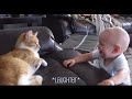 Funniest Cat Videos of 2022!!!!!😹