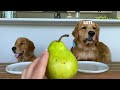 Dog Reviews Food With Little Brother | Tucker Taste Test 21