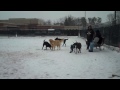 Ace and Lamar playing at the Dog Park