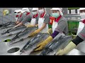 Smoked salmon factory: Raising, harvesting and processing millions of salmon