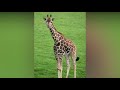 Abandoned Baby Giraffe Makes An Unlikely Friend That Saves His Life