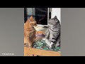 The Weirdest Cat In The World 🐱🤣 Funny Cat Videos of 2024