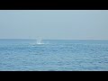 Gabby Wray in Acapulco with Whale Breaching