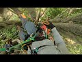 Easy Job: Limb Walking with the Rope Runner Pro #tree #outdooractivity #arboristlife #climbing