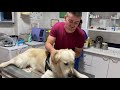 My Dog Loves a Visit to the Vet