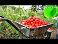 زراعة الطماطم بكل سهولة خلال فترة قصيرة جداً