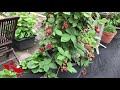 8 BEST FRUIT TO GROW IN POTS/CONTAINER BEAR A LOT OF FRUIT