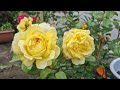 12 David Austin Rose in our garden (Queen of Sweden, Pilgrim, Shropshire Lad, Claire Austin,...)