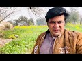 My village life haroonabad sarso ka kheet desi life By Muzammil vlog 4K