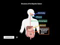 Small Intestine Anatomy (Parts, Topography, Structures, Layers)