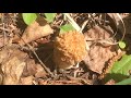 GIANT yellow MORELS