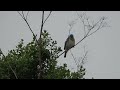 Lazuli Bunting Singing for eBird Documentation