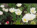 ТЮЛЬПАН ПОЗДНИЙ ЛОЛЛИПОП TULIPA LOLLYPOP #flowers #цветы #tulip #сад