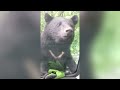 Woman Uses Bear Spray on Grizzly, What Happens Next is Shocking