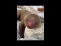 Cute Baby Animals Videos Compilation | Funny and Cute Moment of the Animals #2