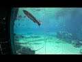 Sea World - Sting Ray