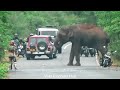 A heart-wrenching video of an enraged wild elephant pulling a three-wheeler off the road