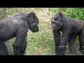 Shabani dances beautifully. Annie is so happy to play w/ Kiyo.⎮HIGASHIYAMA ZOO GORILLAS⎮東山動植物園ゴリラ