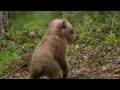 Band of Bears - In the Forests of Scandinavia | Part 1 | Free Documentary Nature