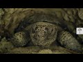 We Went Inside a Turtle Burrow I This Turtle Saves 350 Species From Wildfires
