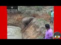 Mama Elephant asking help from humans to save her calf. #NatureAndHeritage🐯. |Wildlife's| |Short's|