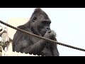 Gorilla girl giving a present to Grandma Gorilla🎁✨ Shabani Group