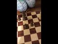 Braindead chess